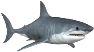 Белая акула - полезные и опасные свойства мяса белой акулы